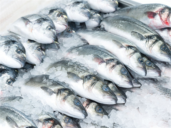 Soluções de Gelo para Pesca da CBFI: Revolucionando a Preservação de Peixes e Frutos do Mar com Gelo em Escamas e Sistemas Automatizados de Raspagem